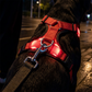 Justerbar LED-Hundsele Lysande Blinkande Bröstsele för Husdjur
