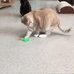 Studsboll leksak för katt