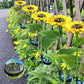 🌻60% RABATT! ☀️ Vattentäta solcellslampor – Realistiska kronblad, IP65 väderbeständiga och automatiskt lysande i 8–12 timmar ☀️🌻