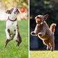 Varm försäljning 49% rabatt🎁Smart Pet Bounce interaktiv boll🐶