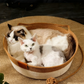 Comfortable Woven Cat Bed for All Seasons