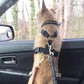Bilbälte för Hund