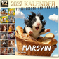 🐹 Ett helt år med söta marsvin – charmig väggkalender